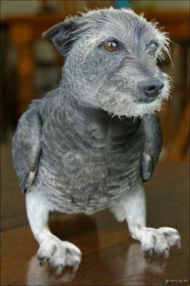 k%C3%B6pekler ku%C5%9Flar rooteto8